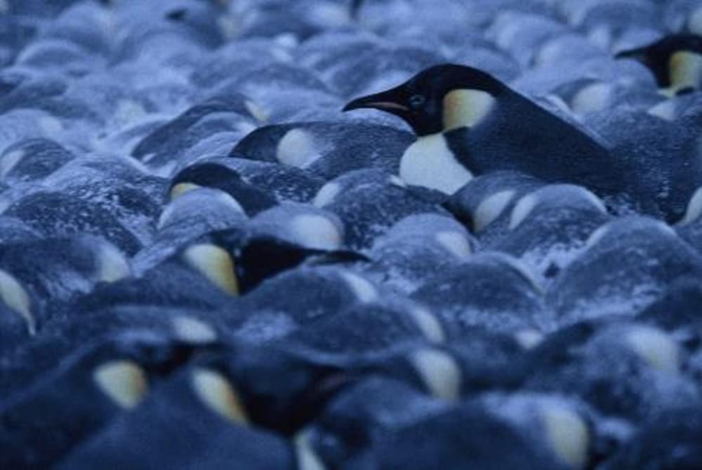 皇帝ペンギンの画像
