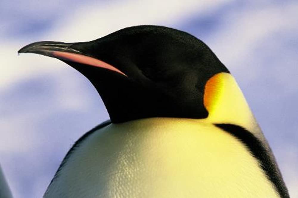 皇帝ペンギンの画像