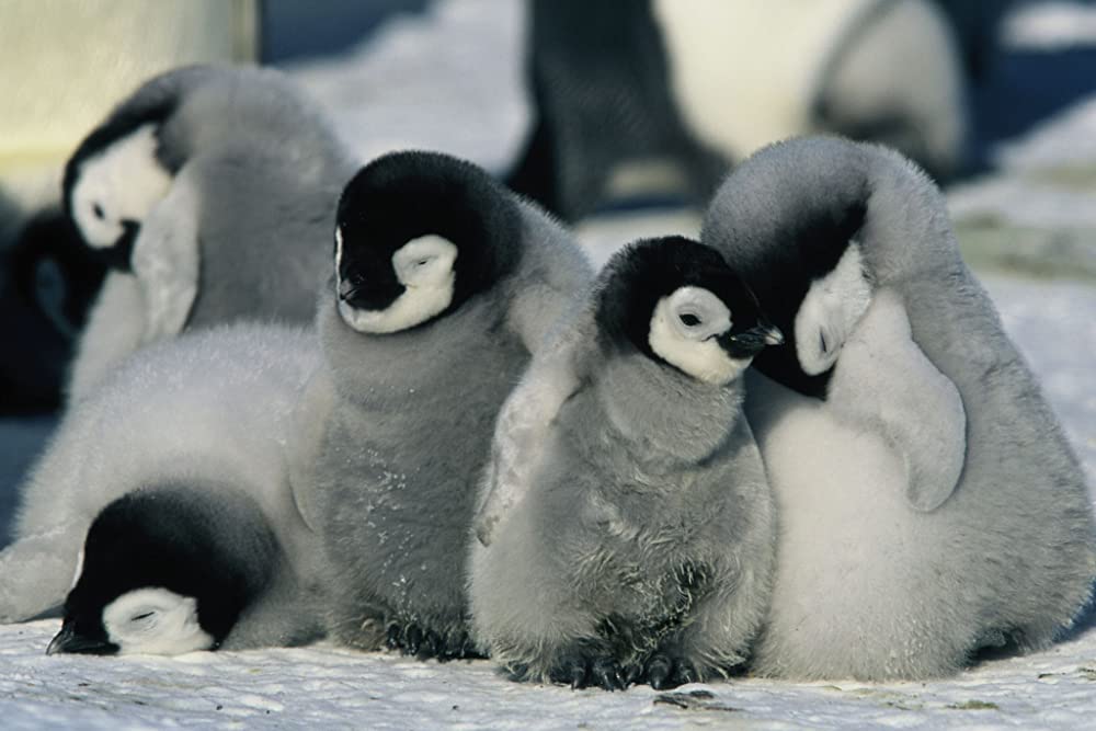 皇帝ペンギンの画像