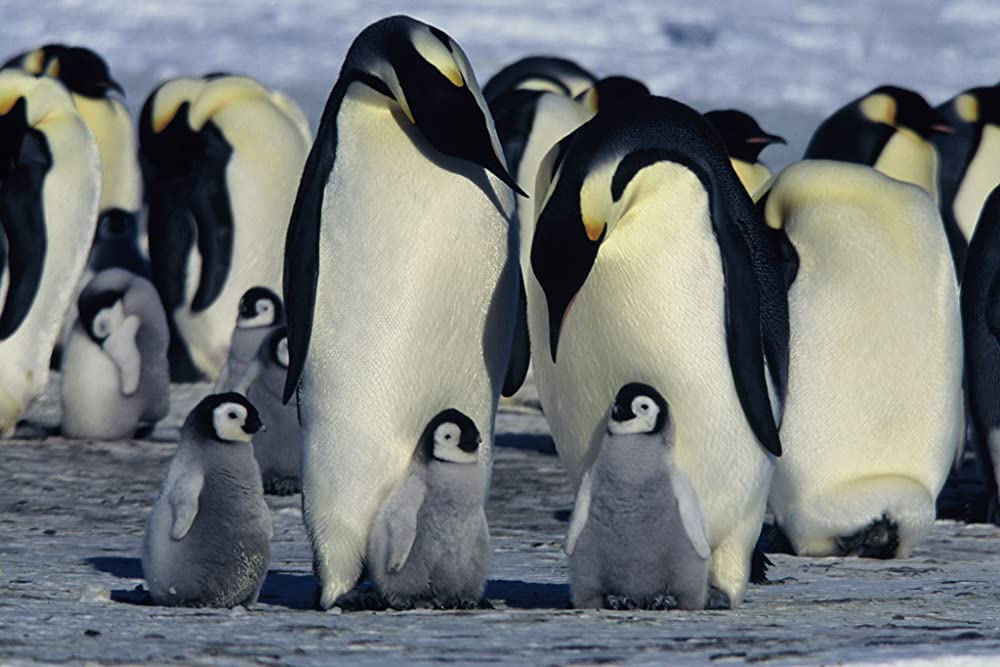 皇帝ペンギンの画像