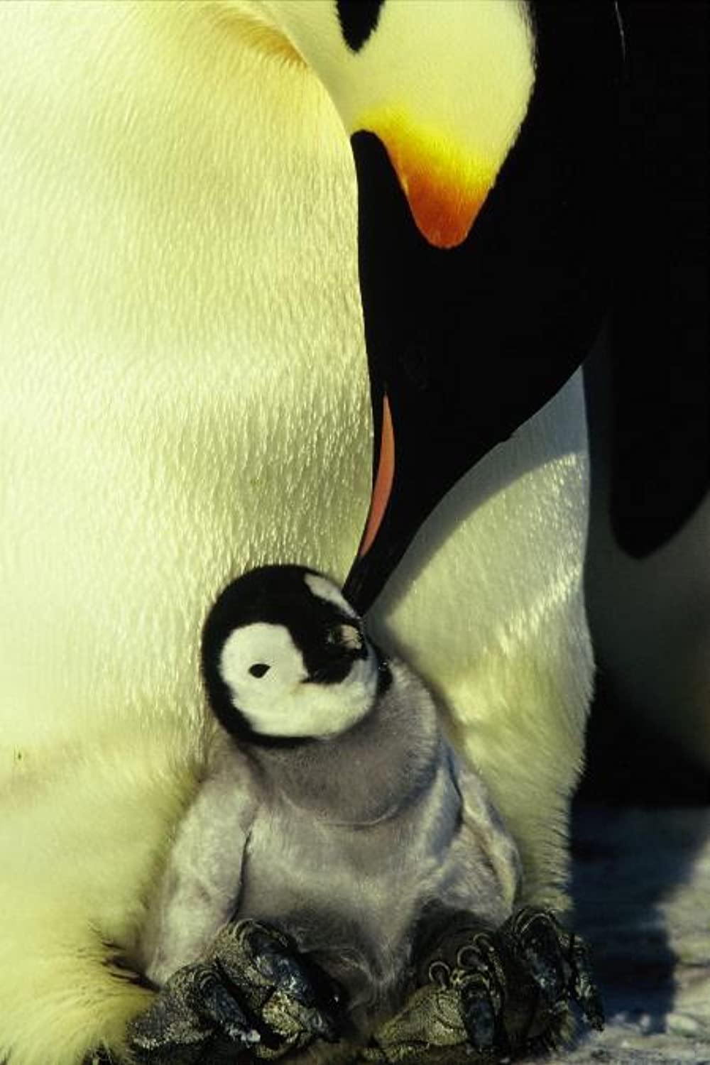 「皇帝ペンギン」の画像