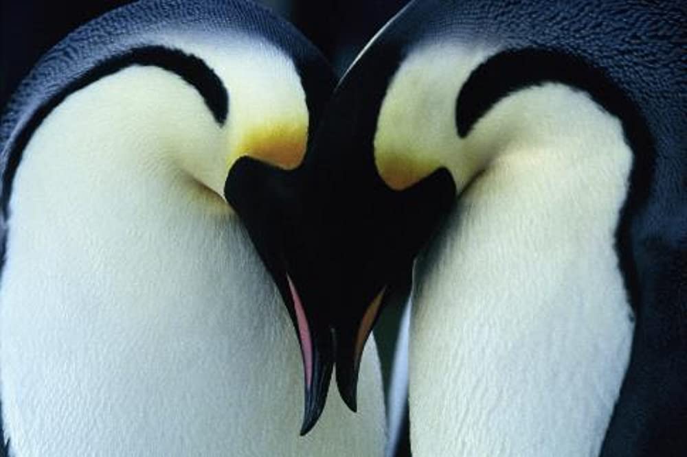 皇帝ペンギンの画像