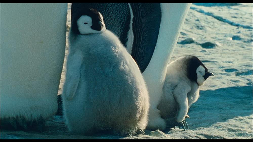 皇帝ペンギンの画像