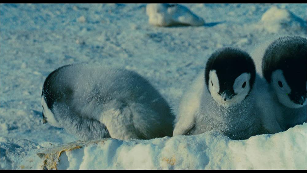皇帝ペンギンの画像