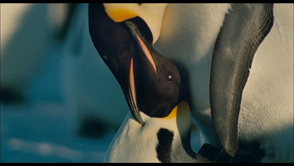 皇帝ペンギンの画像
