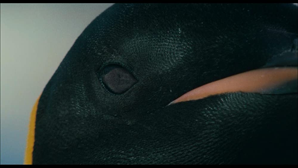 皇帝ペンギンの画像