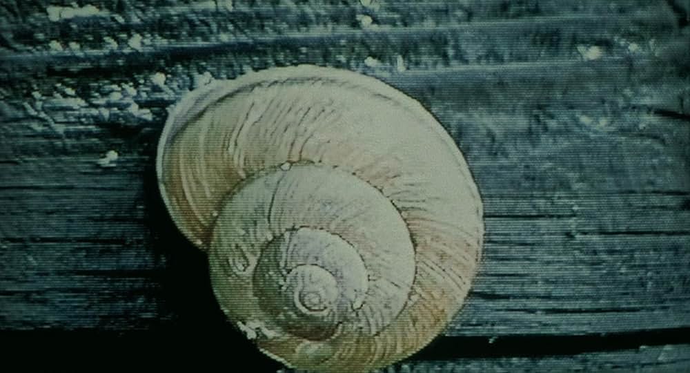 うずまきの画像