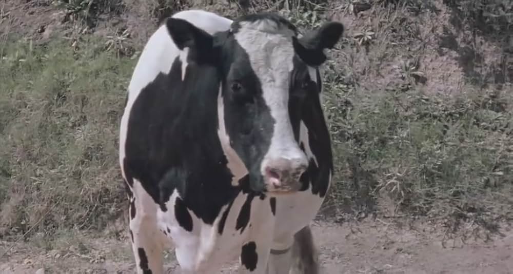 モーターサイクル・ダイアリーズの画像