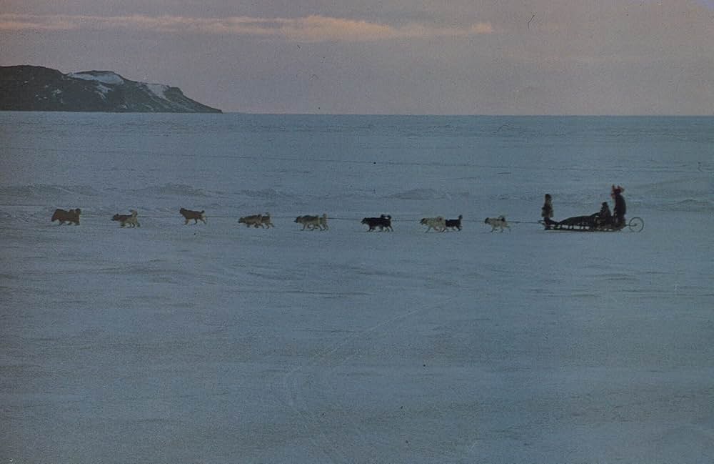 南極物語の画像