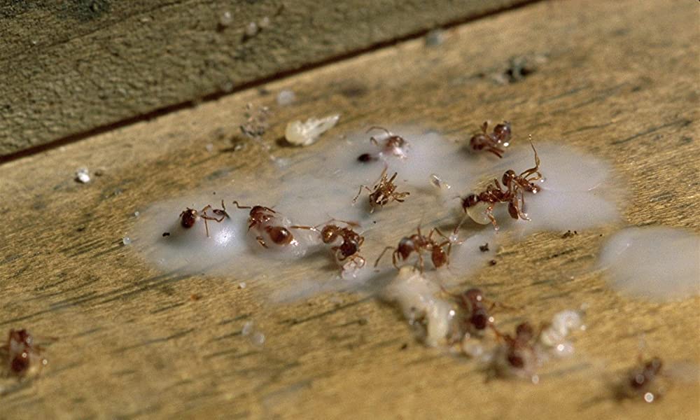 青いパパイヤの香りの画像