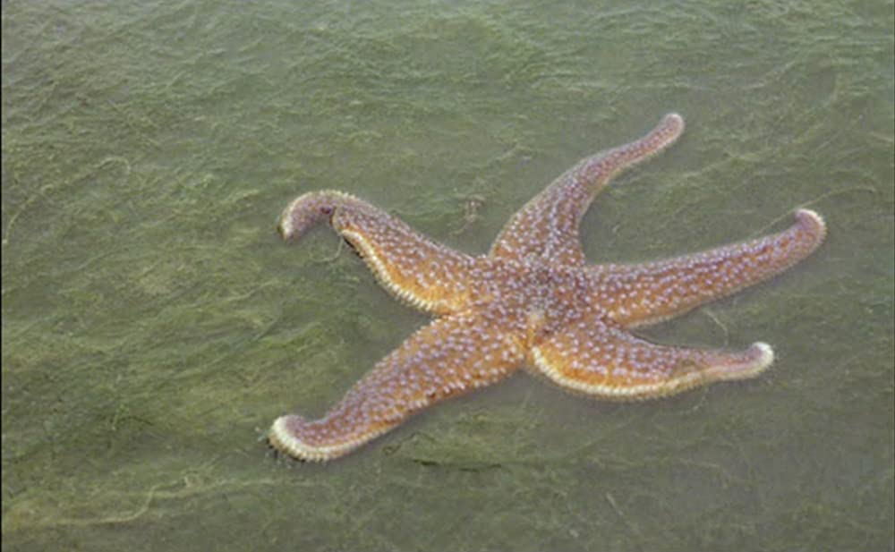 アメリカの伯父さんの画像