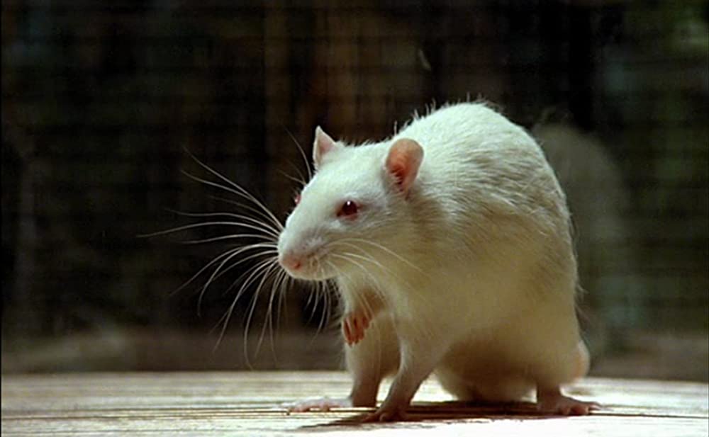 アメリカの伯父さんの画像