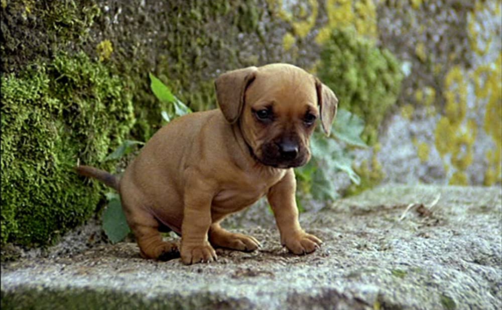 アメリカの伯父さんの画像