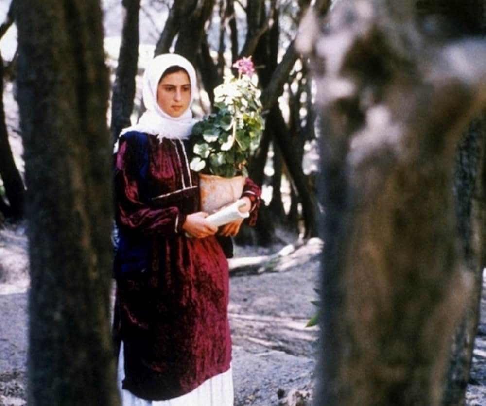 オリーブの林をぬけての画像