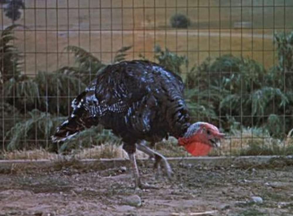 ジャイアンツの画像