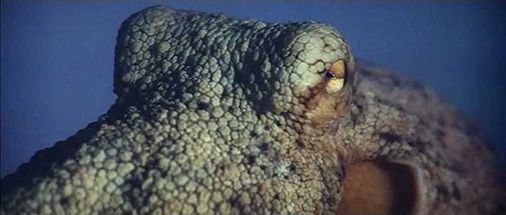 テンタクルズの画像