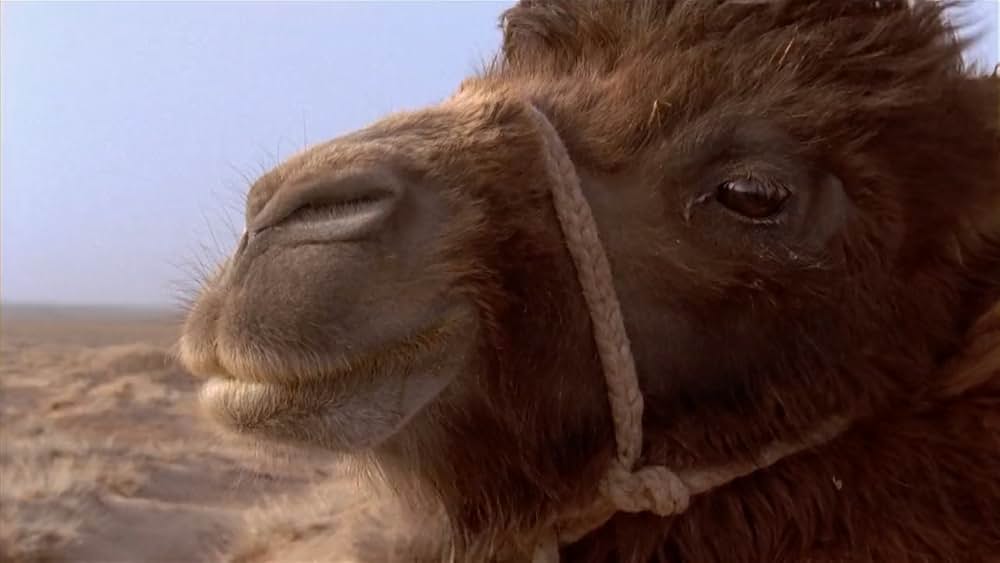 らくだの涙の画像