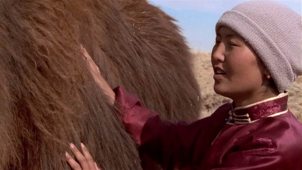 らくだの涙の画像