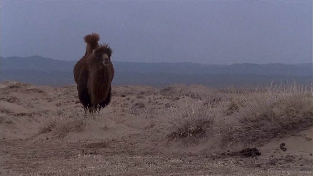 らくだの涙の画像