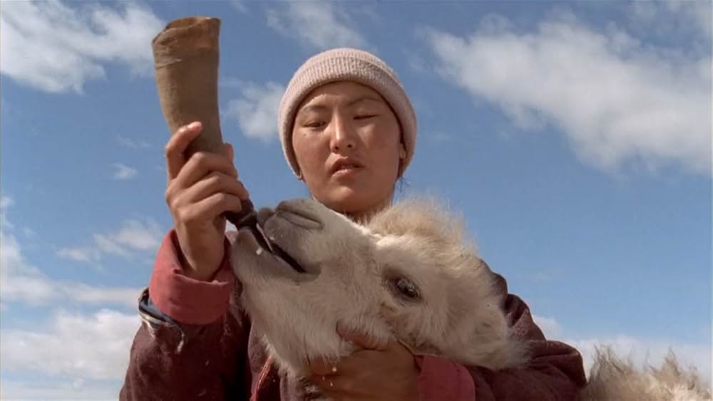 らくだの涙の画像