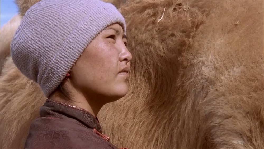 らくだの涙の画像