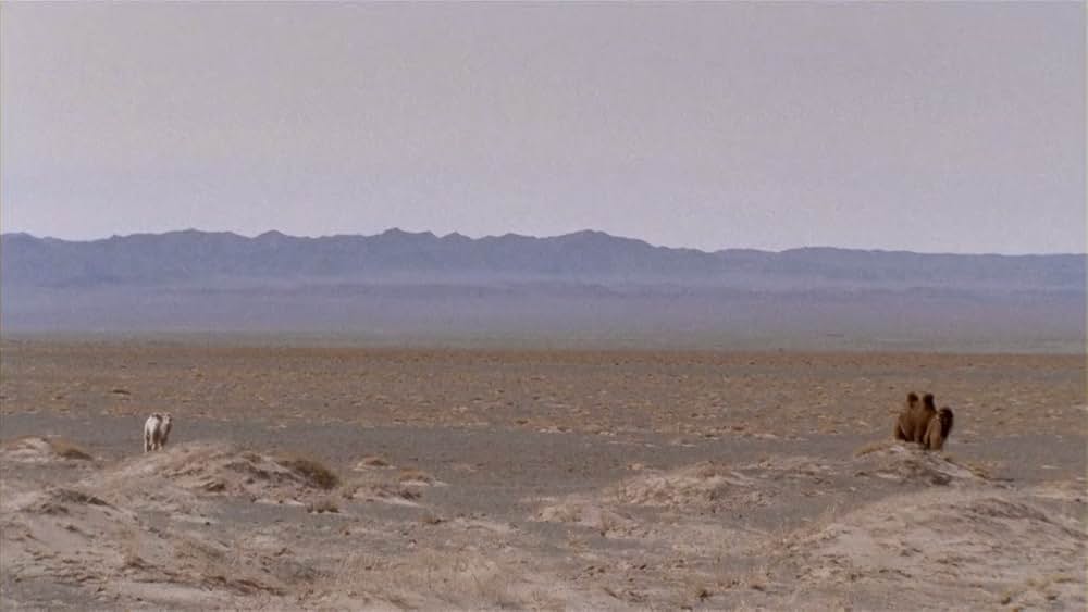 らくだの涙の画像