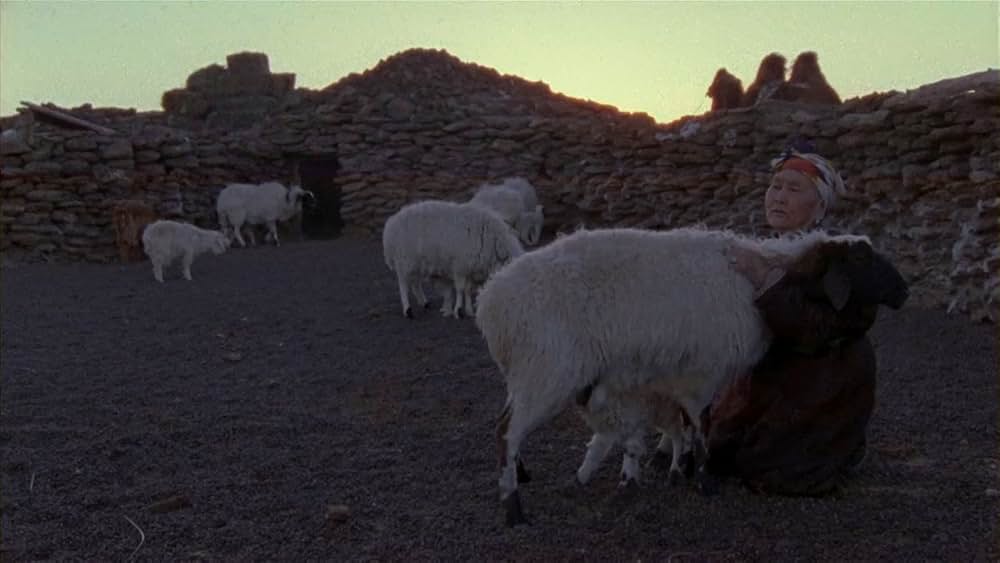 らくだの涙の画像