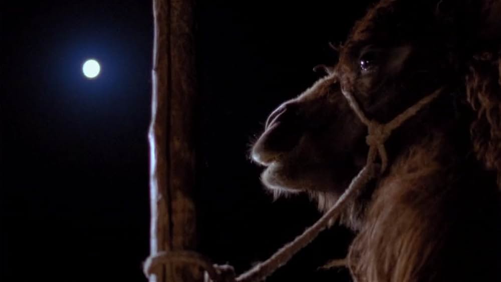 らくだの涙の画像