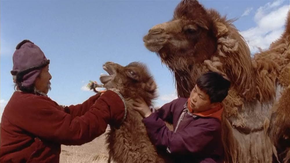 らくだの涙の画像