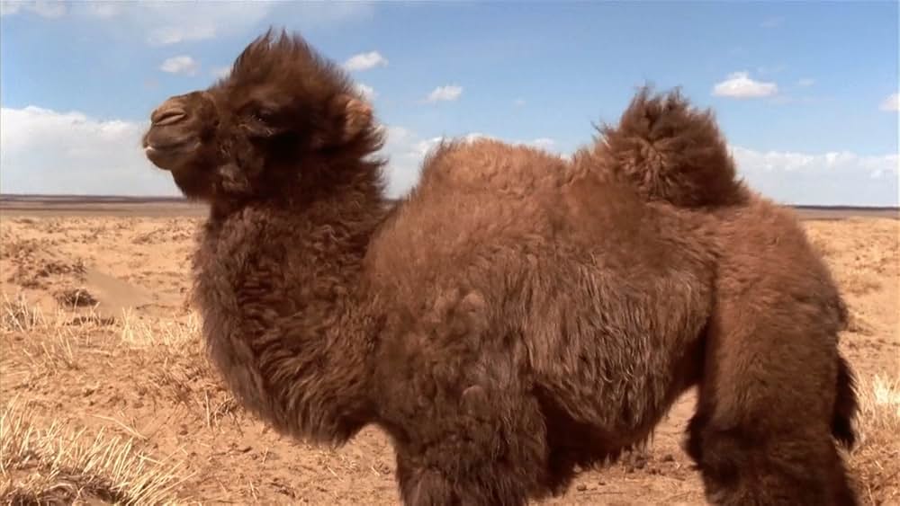 らくだの涙の画像