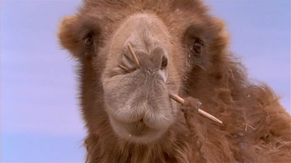 らくだの涙の画像