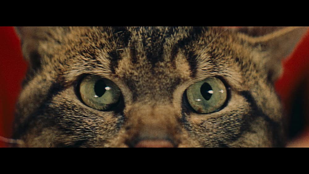 猫に裁かれる人たちの画像