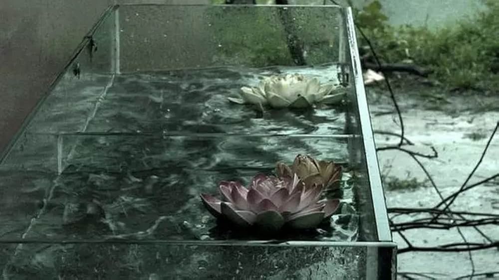 スプリング・フィーバーの画像