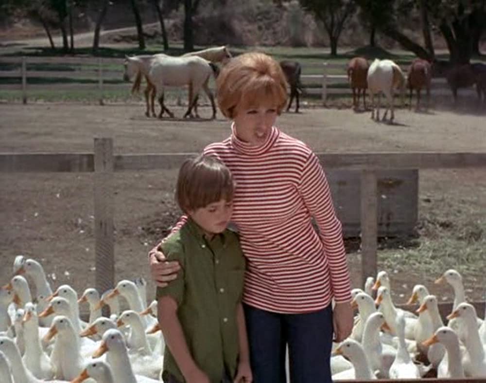 あひる大旋風の画像