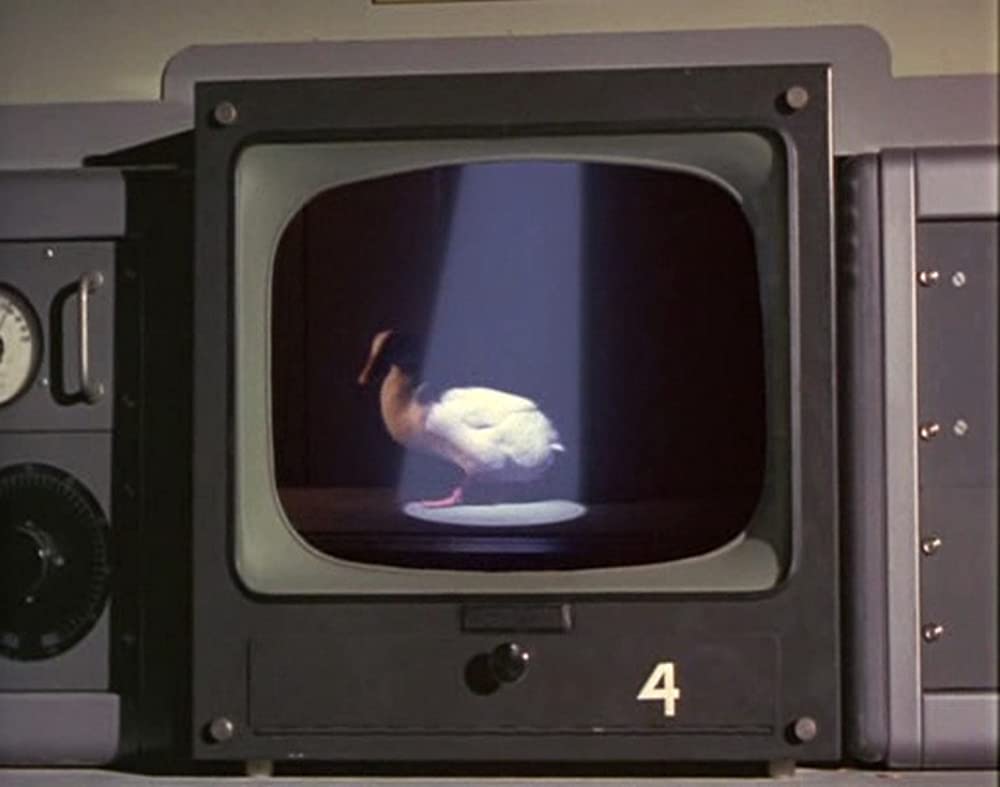 あひる大旋風の画像