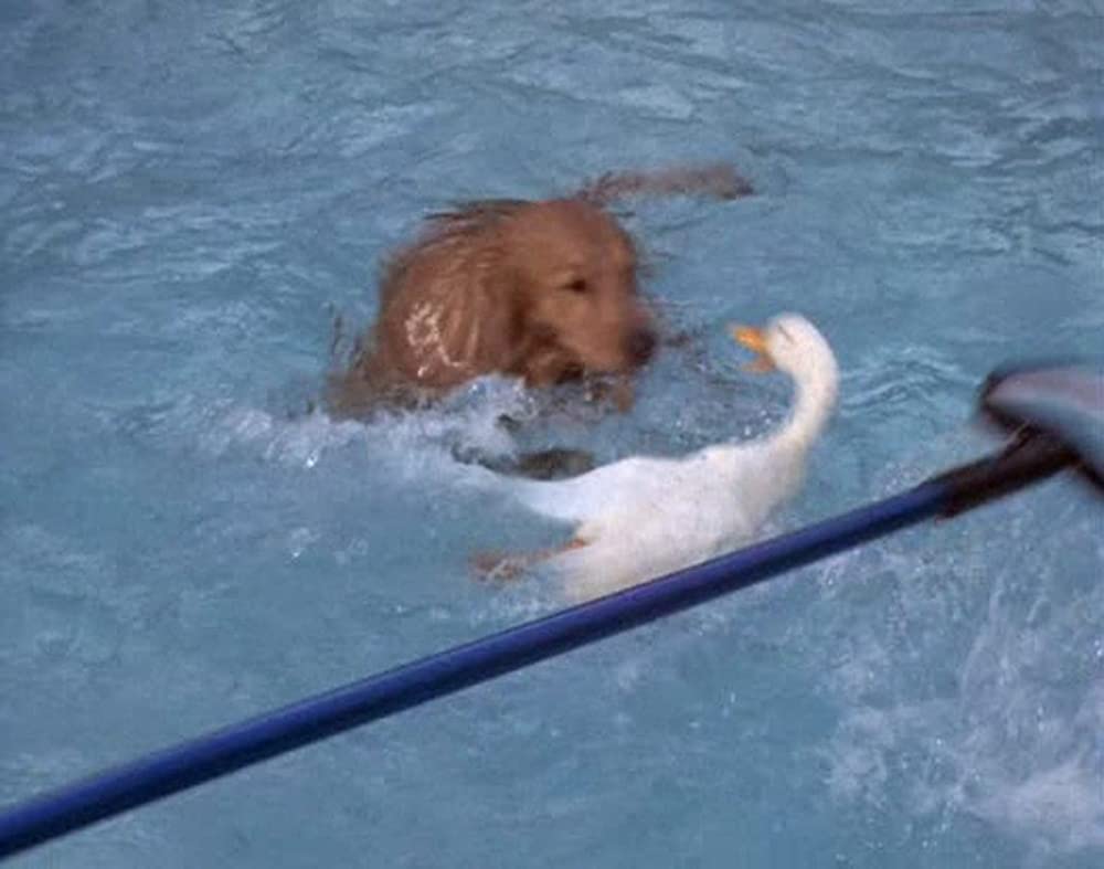 あひる大旋風の画像