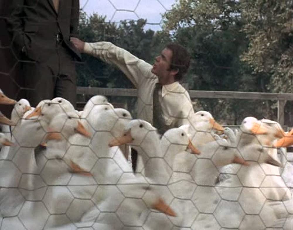 あひる大旋風の画像