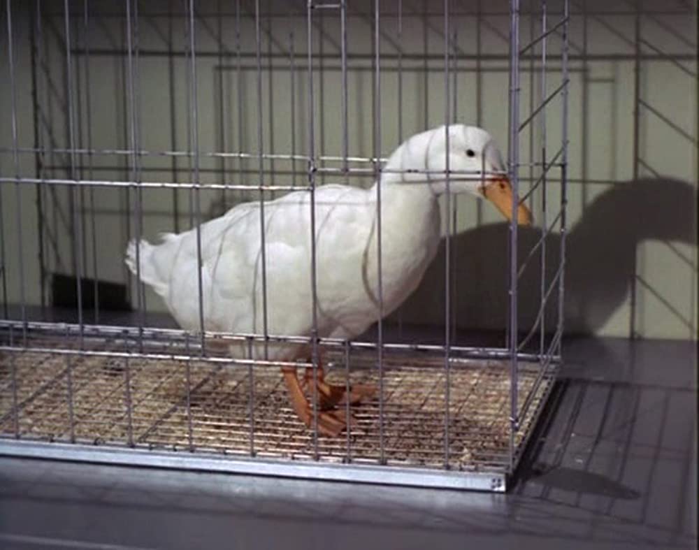 あひる大旋風の画像