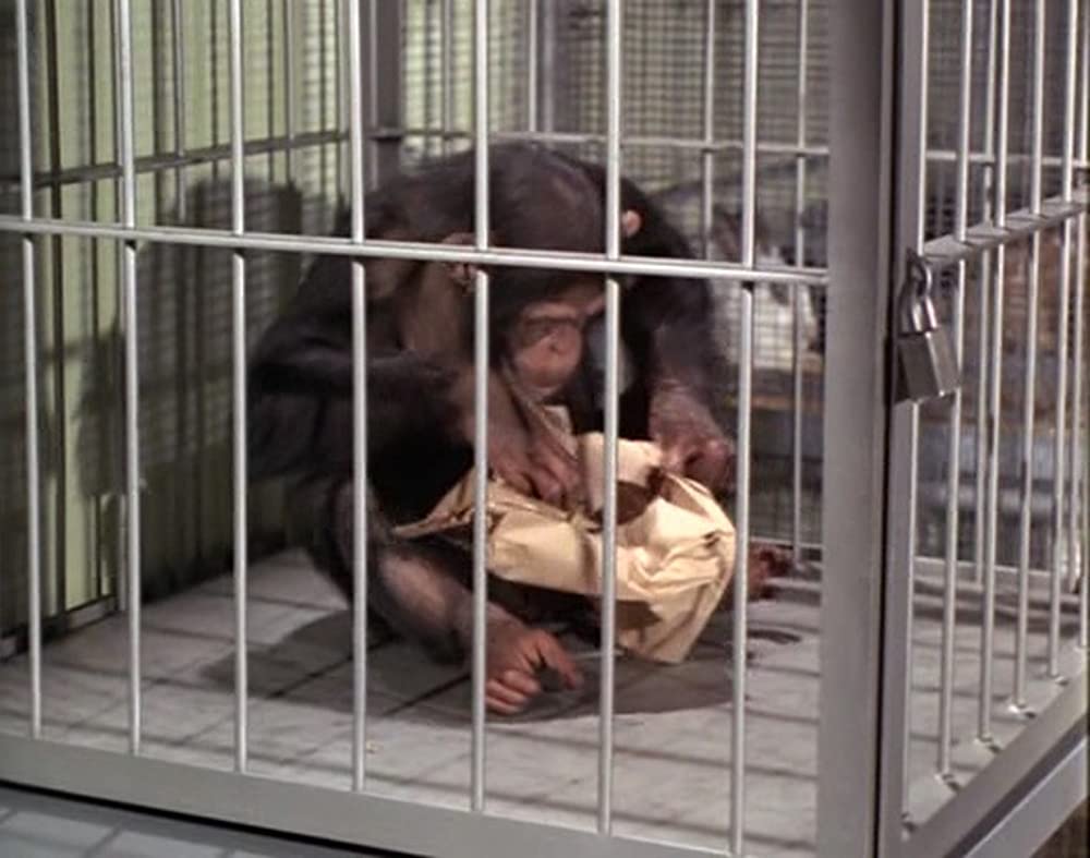 あひる大旋風の画像