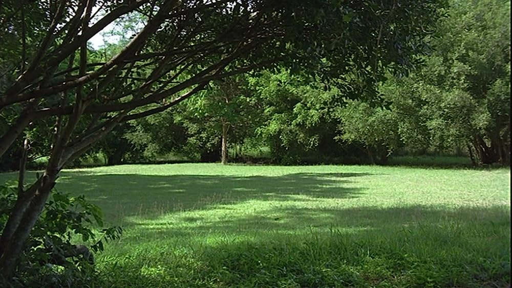 世紀の光の画像