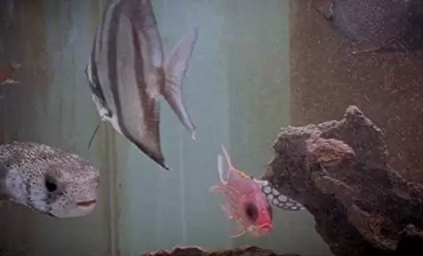 「ブラウン・バニー」の画像