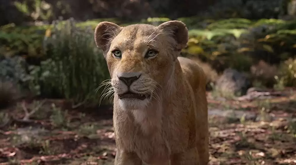 ライオン・キングの画像