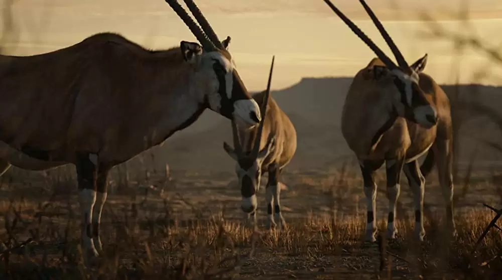 ライオン・キングの画像