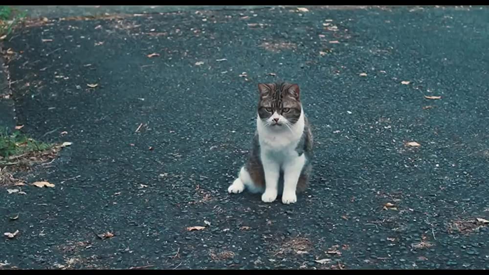 脳天パラダイスの画像