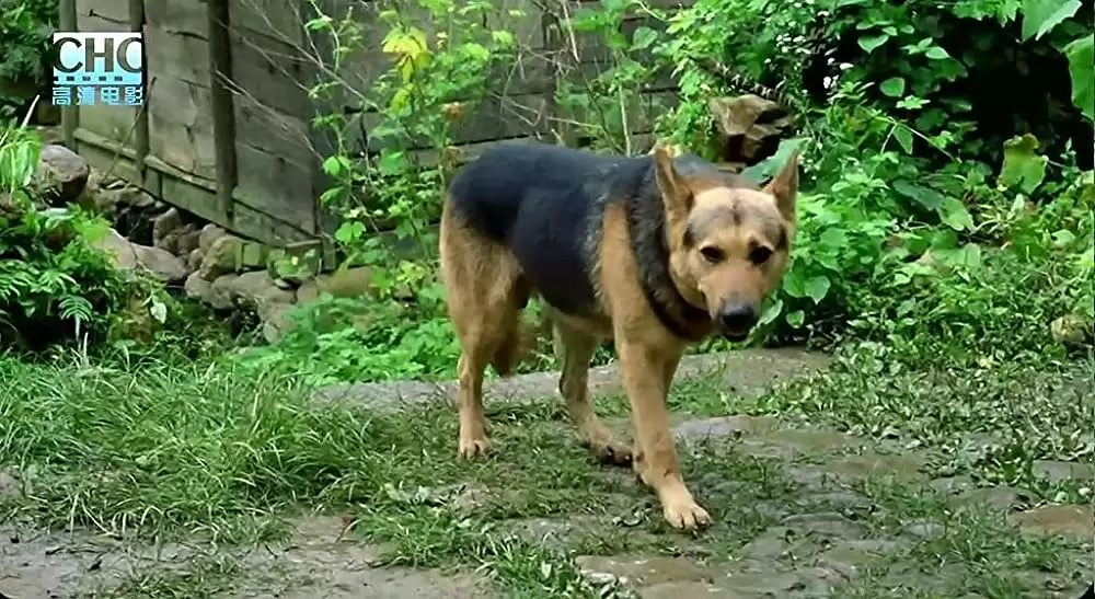 山の郵便配達の画像