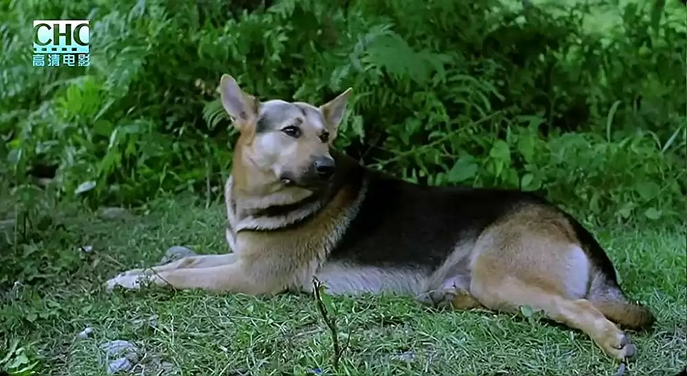 山の郵便配達の画像