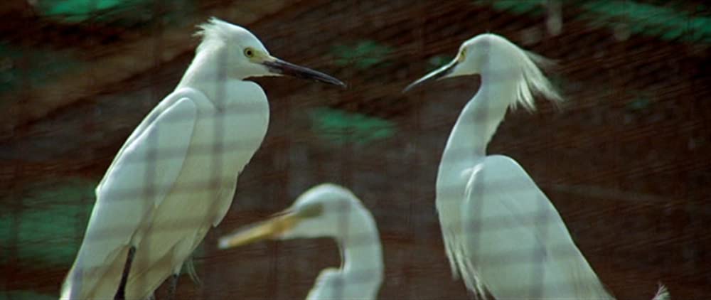 バード★シットの画像