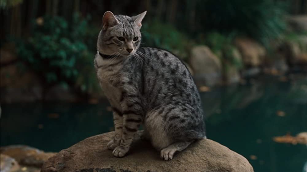 ワン・ミス・コールの画像