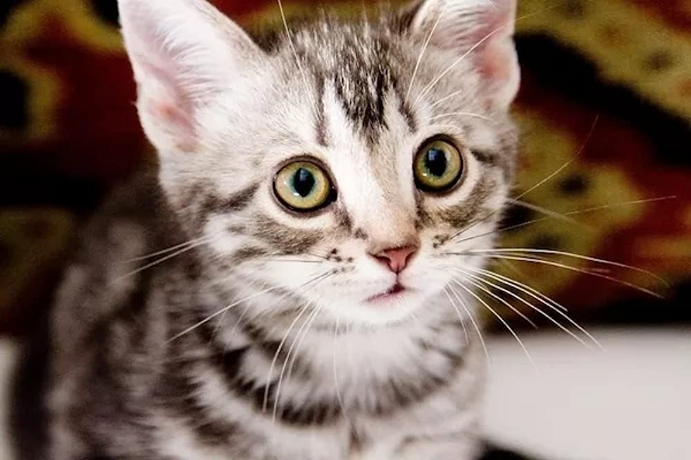 グーグーだって猫であるの画像