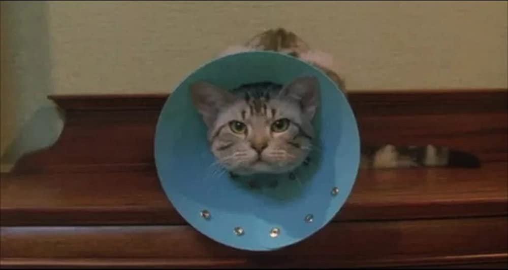 グーグーだって猫であるの画像